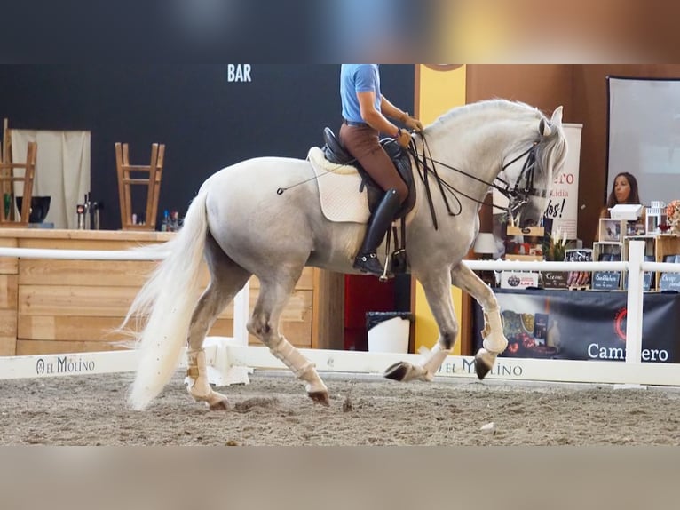 Lusitano Hengst 11 Jaar 168 cm Schimmel in NAVAS DEL MADRONO