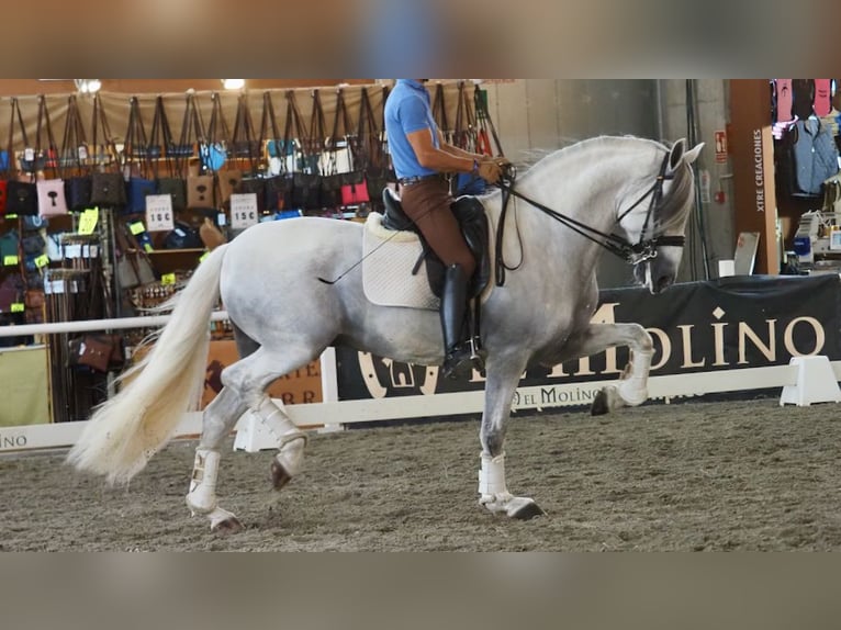 Lusitano Hengst 11 Jaar 168 cm Schimmel in NAVAS DEL MADRONO