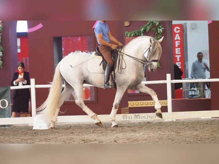 Lusitano Hengst 11 Jaar 168 cm Schimmel in NAVAS DEL MADRONO