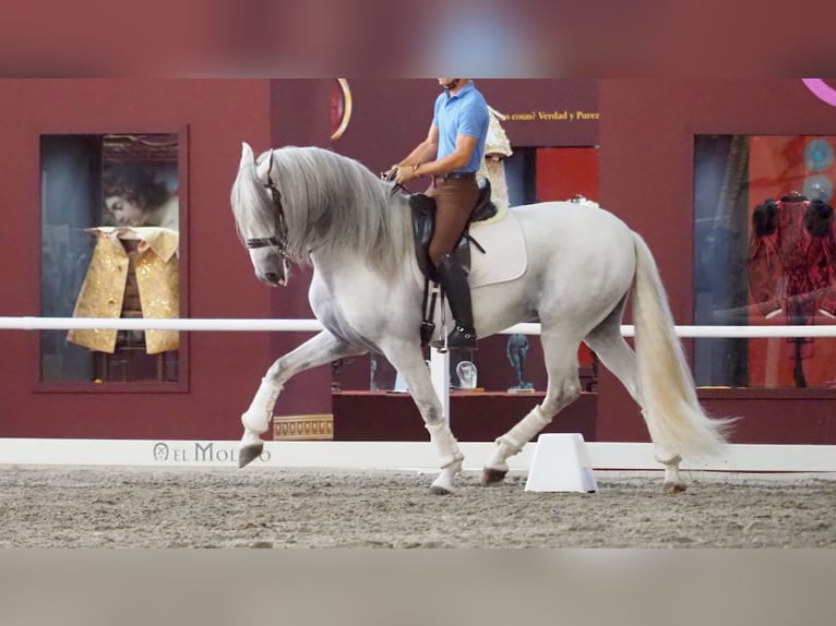 Lusitano Hengst 11 Jaar 168 cm Schimmel in NAVAS DEL MADRONO