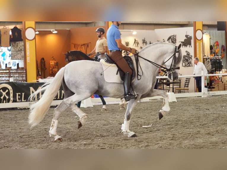 Lusitano Hengst 11 Jaar 168 cm Schimmel in NAVAS DEL MADRONO