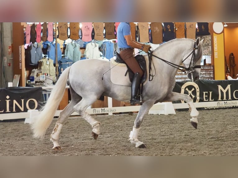 Lusitano Hengst 11 Jaar 168 cm Schimmel in NAVAS DEL MADRONO