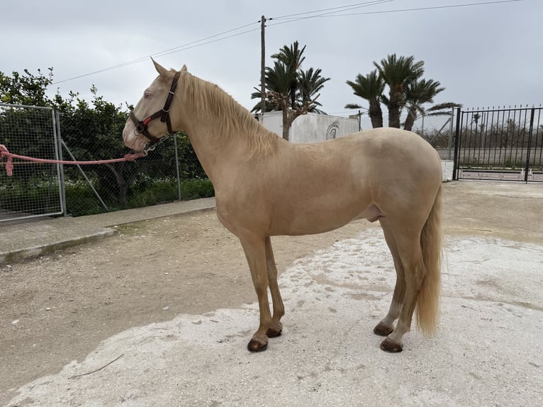 Lusitano Hengst 12 Jaar 160 cm Champagne in Elx/ElcheElche