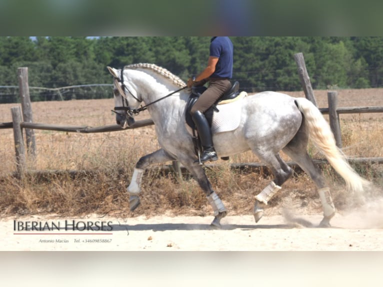 Lusitano Hengst 12 Jaar 161 cm Schimmel in NAVAS DEL MADRONO