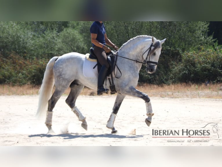 Lusitano Hengst 12 Jaar 161 cm Schimmel in NAVAS DEL MADRONO