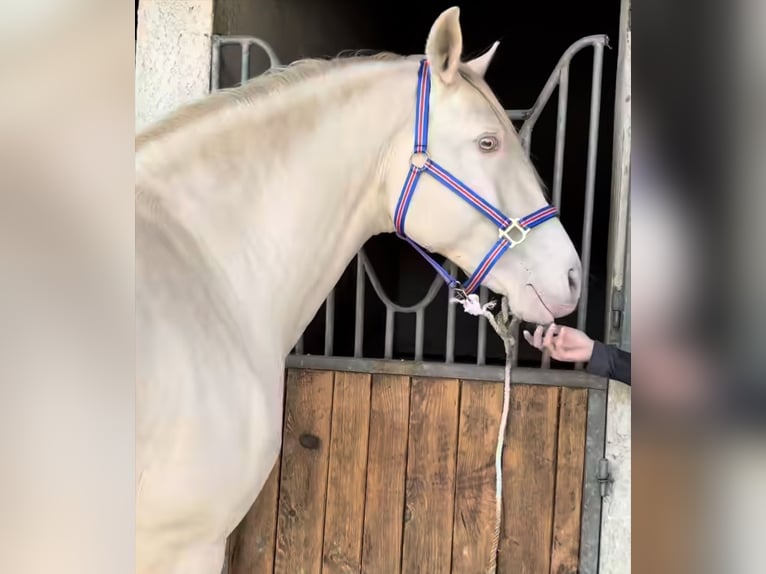 Lusitano Hengst 12 Jaar 162 cm Cremello in Cornillon-Confoux
