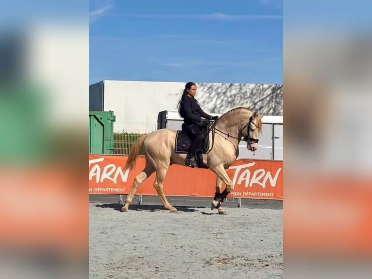 Lusitano Hengst 12 Jaar 162 cm Cremello in Cornillon-Confoux
