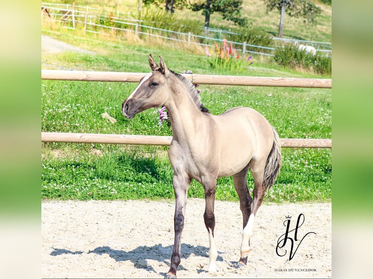 Lusitano Hengst 12 Jaar 164 cm Grullo in Mettmann