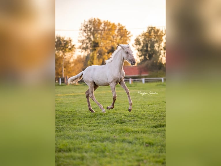 Lusitano Hengst 12 Jaar 164 cm Grullo in Mettmann