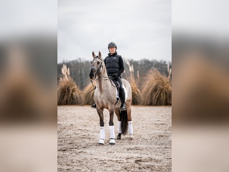 Lusitano Hengst 12 Jaar 164 cm Grullo in Mettmann