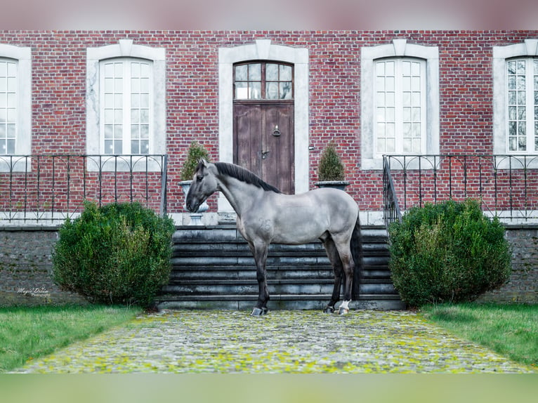 Lusitano Hengst 12 Jaar 164 cm Grullo in Mettmann