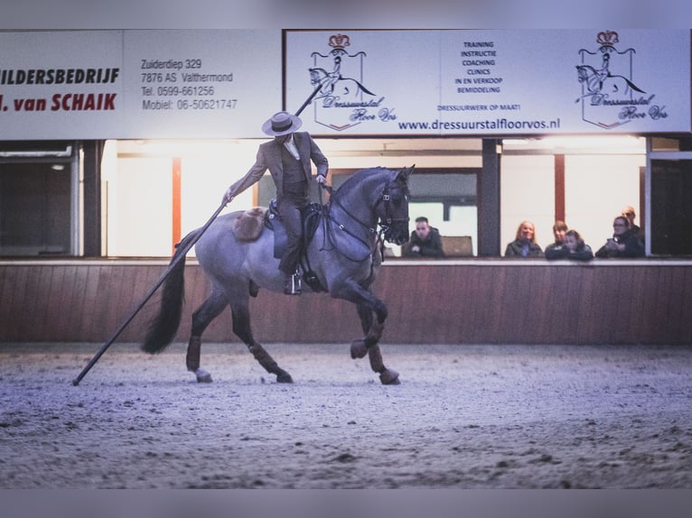 Lusitano Hengst 12 Jaar 164 cm Grullo in Mettmann