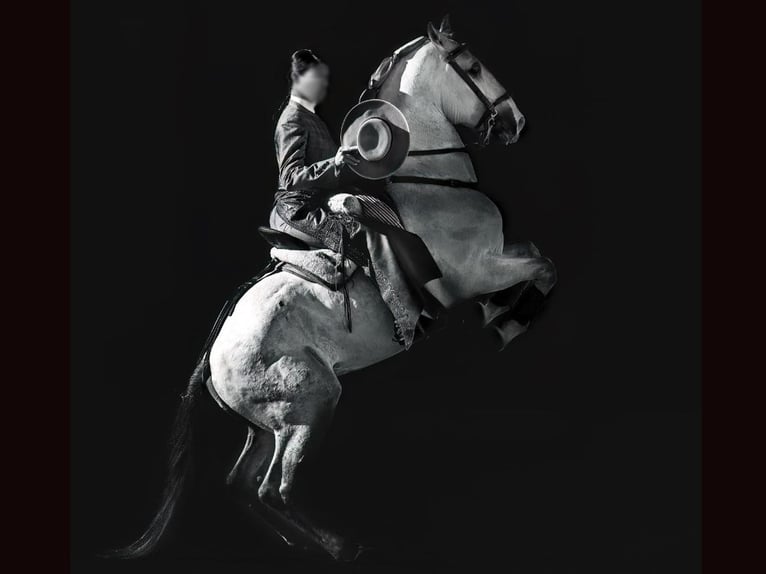 Lusitano Hengst 12 Jaar 164 cm Schimmel in NAVAS DEL MADRONO