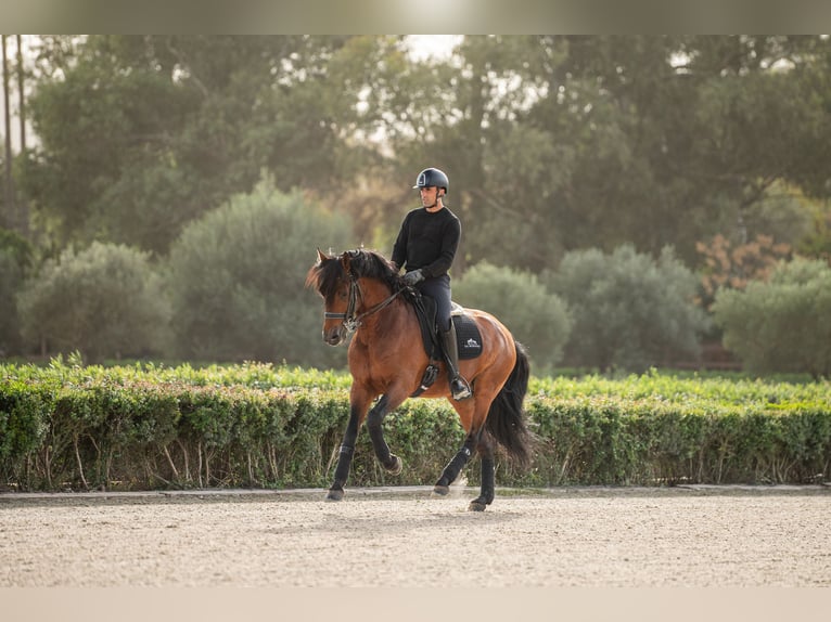 Lusitano Hengst 12 Jaar 165 cm Bruin in Montecorto