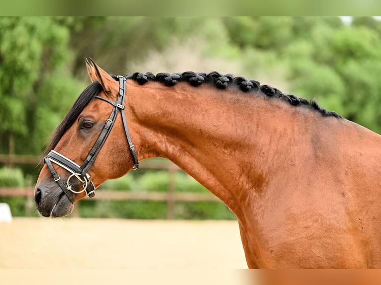 Lusitano Hengst 12 Jaar 165 cm Bruin in Montecorto