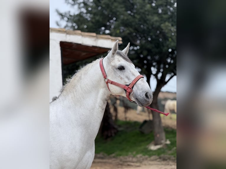 Lusitano Hengst 12 Jaar 165 cm Schimmel in Cadiz