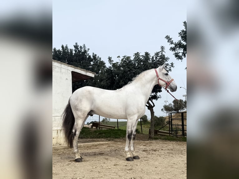 Lusitano Hengst 12 Jaar 165 cm Schimmel in Cadiz