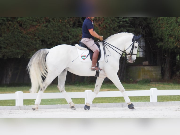 Lusitano Hengst 12 Jaar 170 cm Schimmel in NAVAS DEL MADRONO