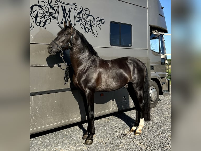 Lusitano Hengst 13 Jaar 158 cm Donkerbruin in Kruisem