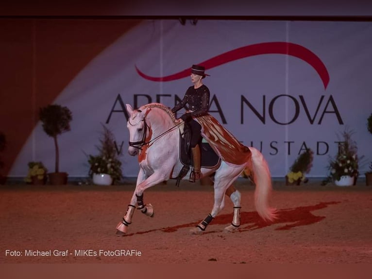 Lusitano Hengst 13 Jaar 160 cm Schimmel in Wiener Neustadt