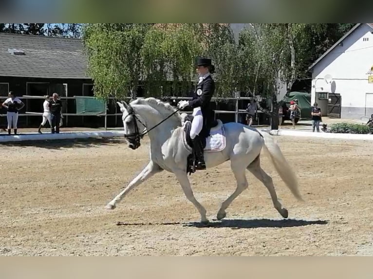 Lusitano Hengst 13 Jaar 160 cm Schimmel in Wiener Neustadt