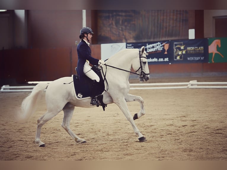 Lusitano Hengst 13 Jaar 160 cm Schimmel in Wiener Neustadt