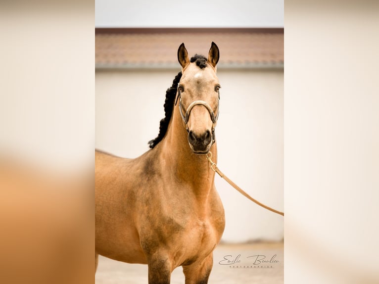 Lusitano Hengst 13 Jaar 166 cm Falbe in PORT SAINT PERE