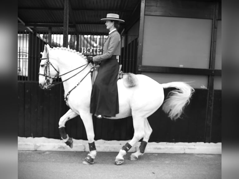 Lusitano Hengst 13 Jaar 167 cm Schimmel in Ribamar