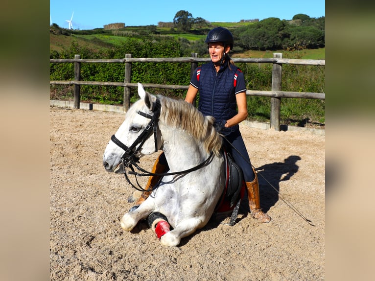 Lusitano Hengst 13 Jaar 167 cm Schimmel in Ribamar