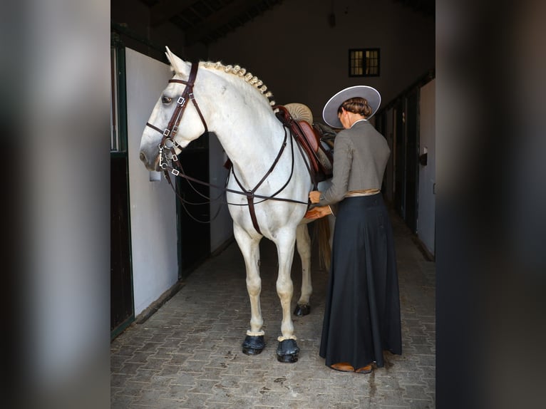 Lusitano Hengst 13 Jaar 167 cm Schimmel in Ribamar
