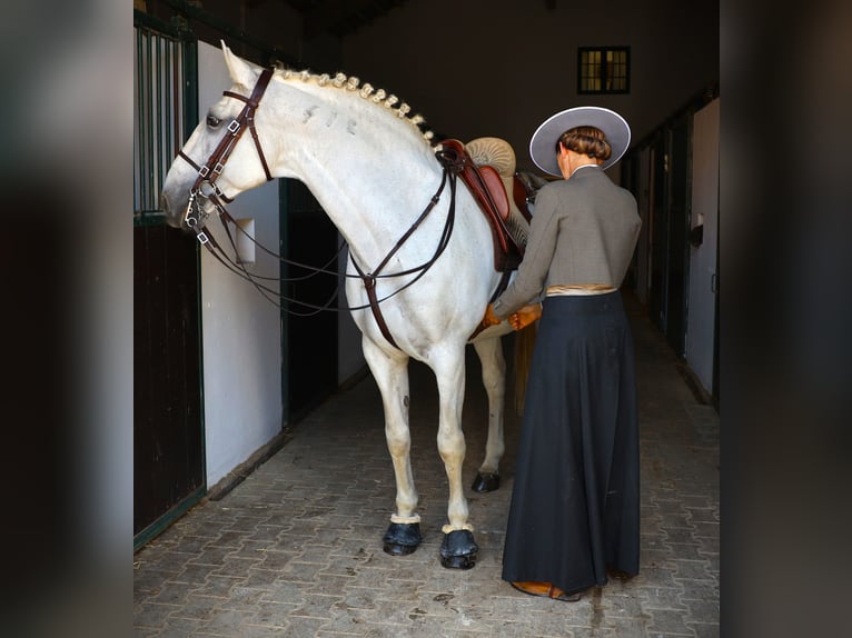 Lusitano Hengst 13 Jaar 167 cm Schimmel in Ribamar