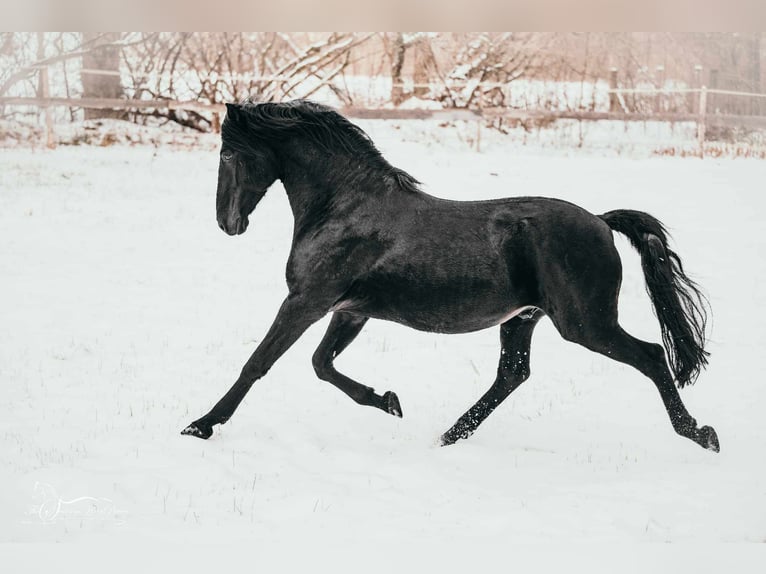 Lusitano Hengst 14 Jaar 156 cm Zwart in Oberpullendorf