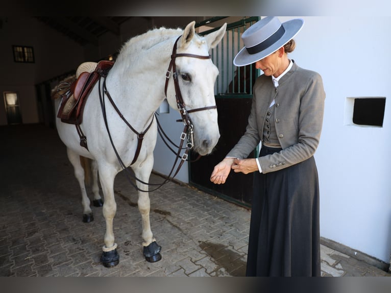 Lusitano Hengst 14 Jaar 167 cm Schimmel in Ribamar