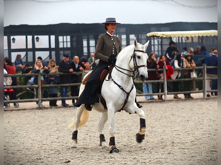 Lusitano Hengst 14 Jaar 167 cm Schimmel in Ribamar