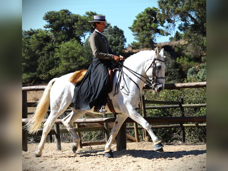 Lusitano Hengst 14 Jaar 167 cm Schimmel in Ribamar