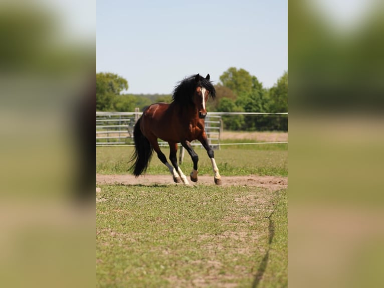 Lusitano Hengst 16 Jaar 155 cm Bruin in Wittstock/Dosse Zootzen