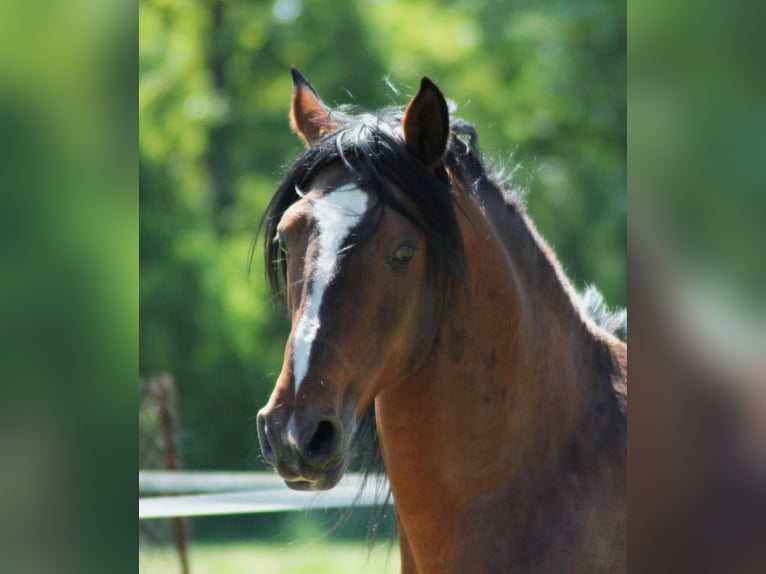 Lusitano Hengst 16 Jaar 155 cm Bruin in Wittstock/Dosse Zootzen