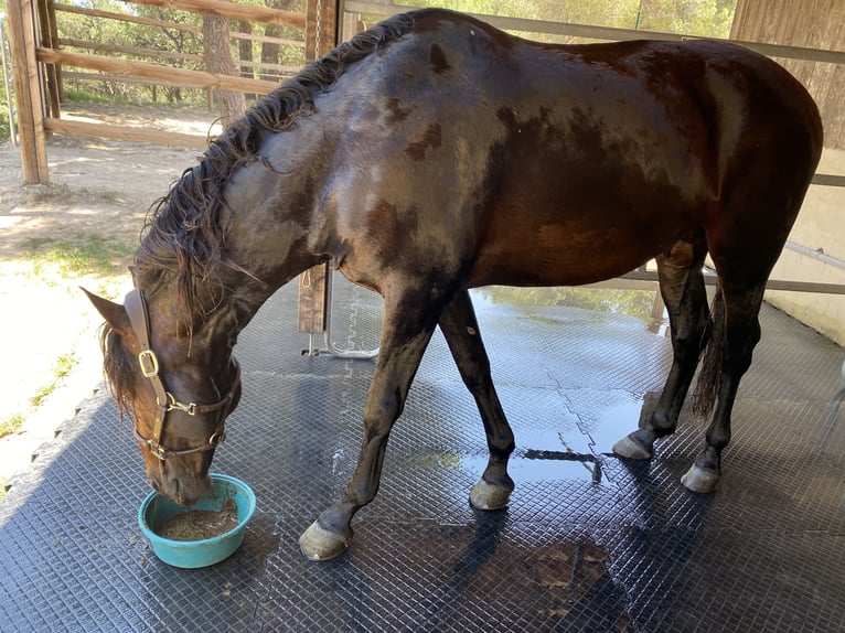 Lusitano Hengst 16 Jaar 156 cm Donkerbruin in Bermatingen