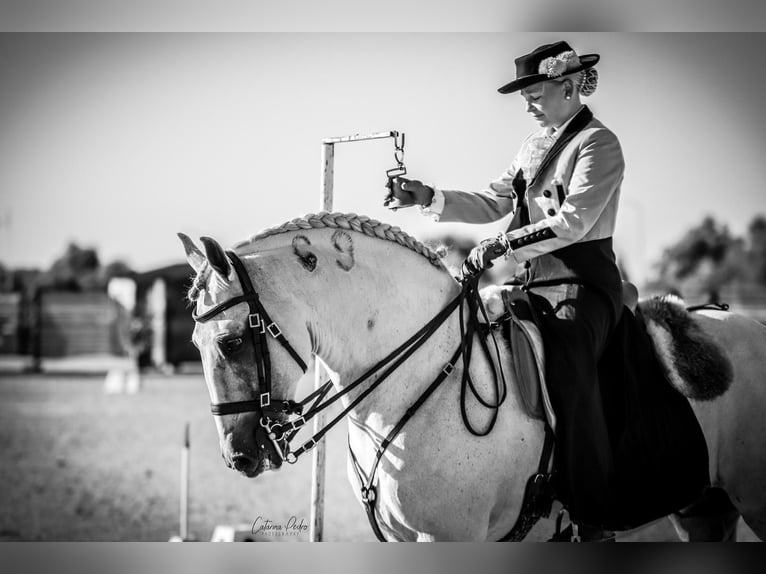 Lusitano Hengst 16 Jaar 161 cm Schimmel in Rio Maior