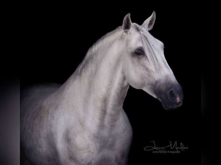 Lusitano Hengst 16 Jaar 161 cm Schimmel in Rio Maior