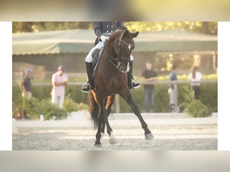 Lusitano Hengst 17 Jaar 170 cm Roodbruin in NAVAS DEL MADRONO