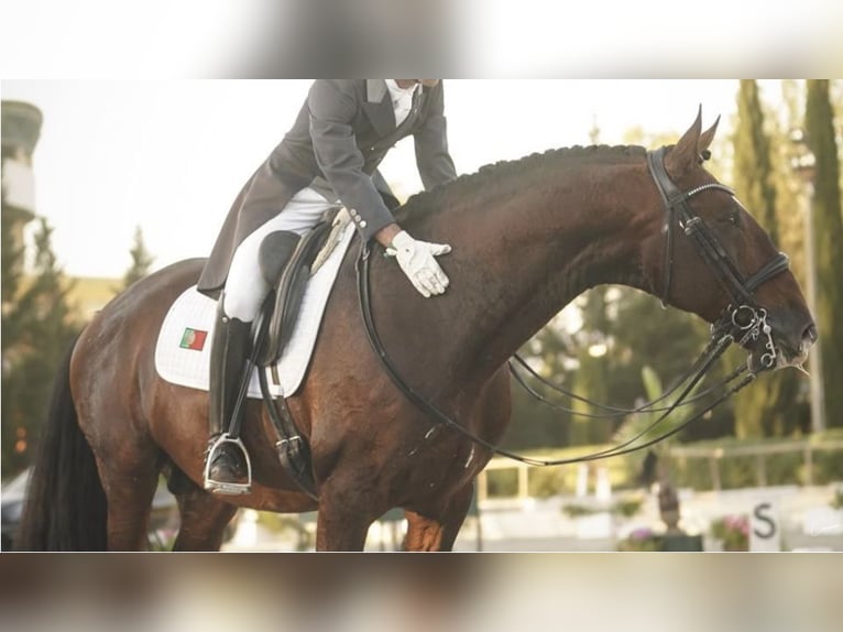 Lusitano Hengst 17 Jaar 170 cm Roodbruin in NAVAS DEL MADRONO