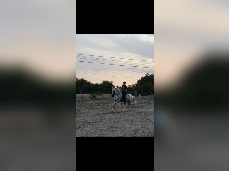 Lusitano Hengst 18 Jaar 160 cm Schimmel in Villajoyosa