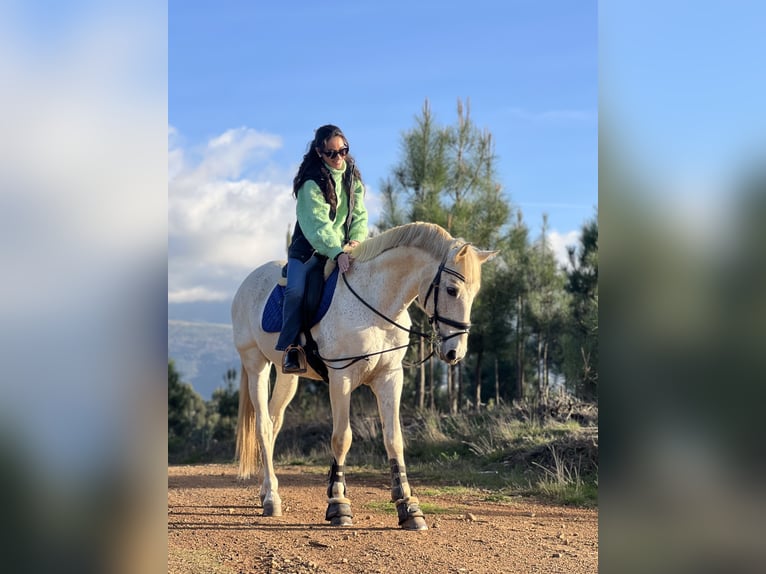 Lusitano Mix Hengst 19 Jaar 159 cm Schimmel in Seia