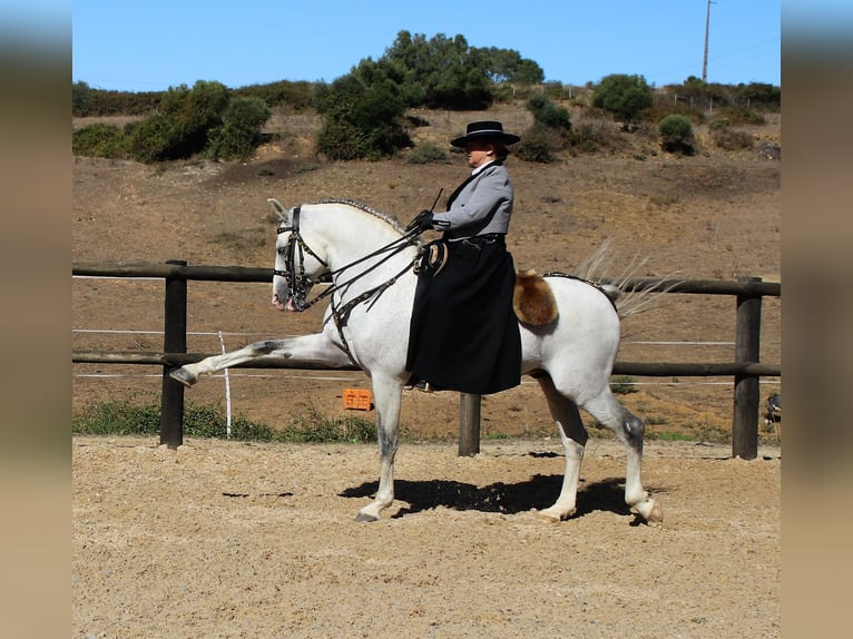 Lusitano Hengst 19 Jaar 160 cm Schimmel in Ribamar