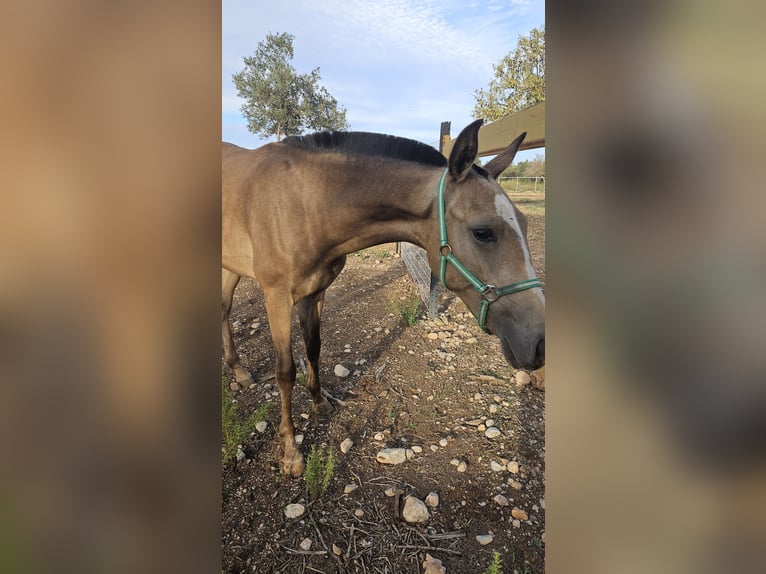 Lusitano Mix Hengst 1 Jaar 135 cm in Inca