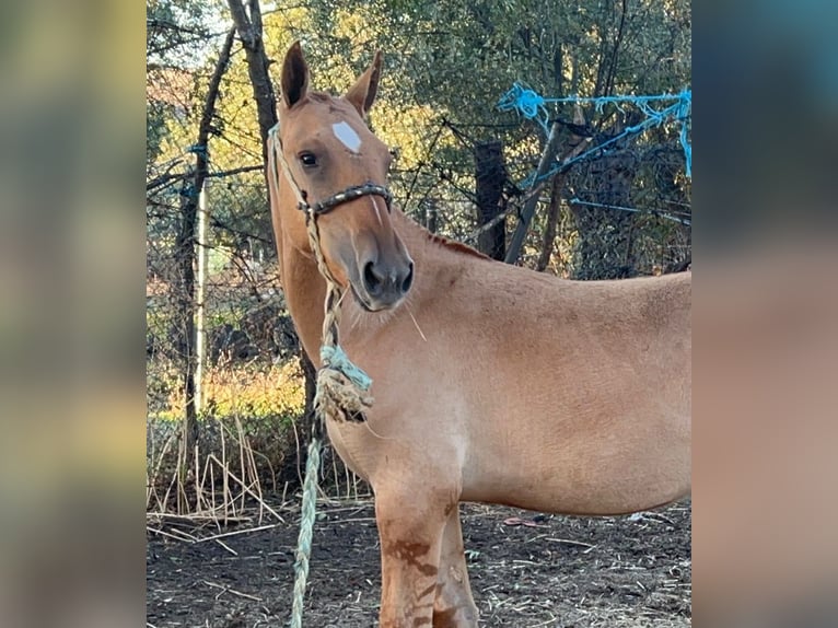 Lusitano Hengst 1 Jaar 145 cm Dunalino in Valencia