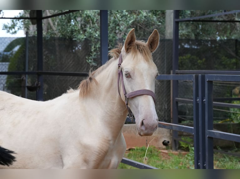 Lusitano Mix Hengst 1 Jaar 147 cm Perlino in Rafelguaraf