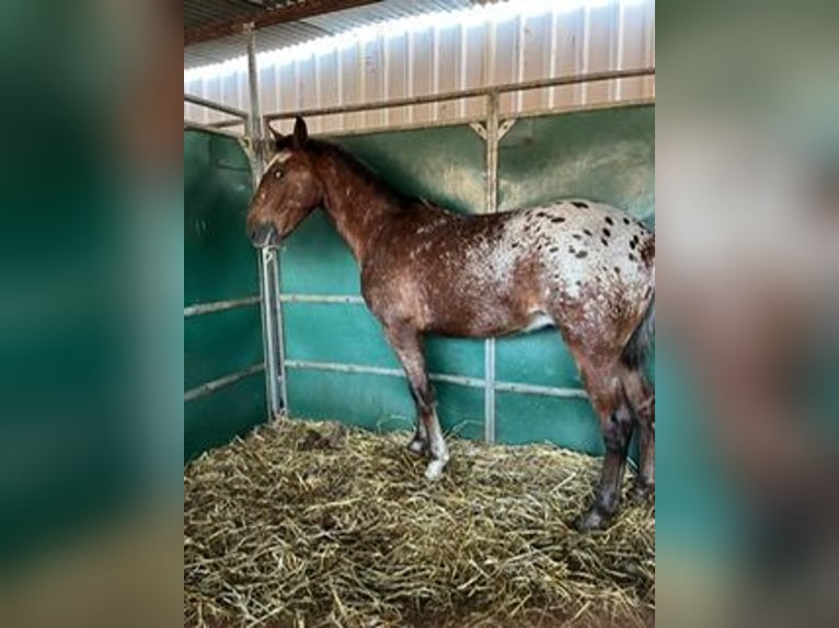 Lusitano Mix Hengst 1 Jaar 150 cm Gevlekt-paard in Pilas