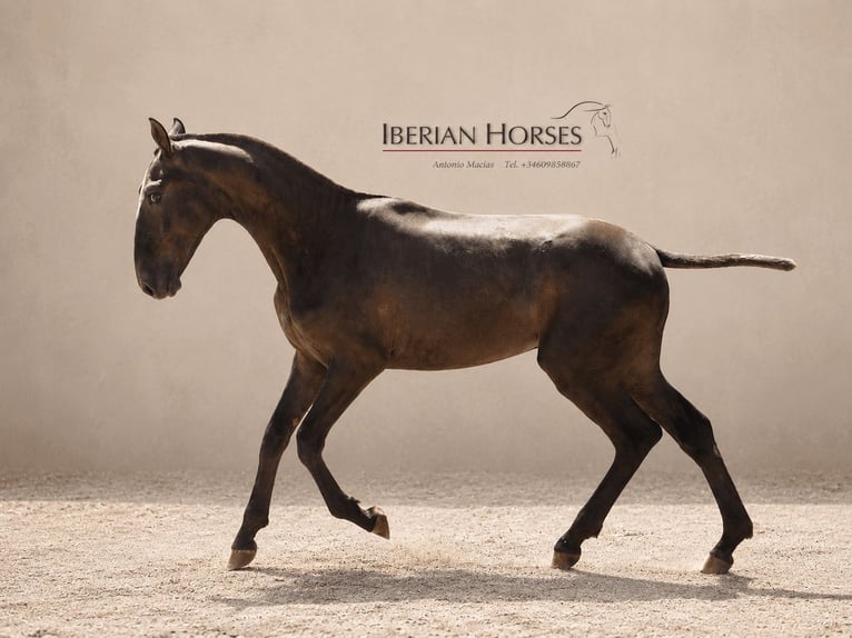 Lusitano Mix Hengst 1 Jaar 152 cm Schimmel in Navas Del Madroño